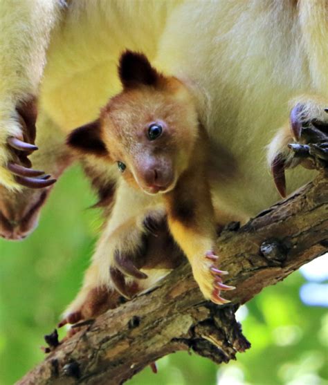Endangered Tree Kangaroo Joey Peeks Out Of Pouch Zooborns