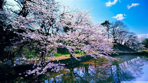 Aesthetic Cherry Blossom Landscape Wallpapers Wallpaper Cave
