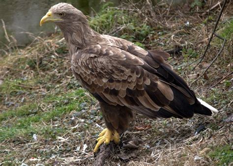 The Top 10 Largest Birds In The Uk