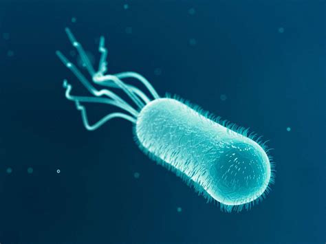 E Coli Resistance Has Grown Steadily Since Early 2000s Wellcome