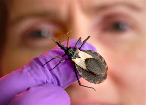 Kissing Bug Which Causes Chagas Disease Found In Many Us States