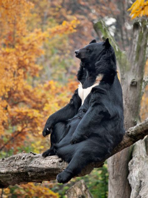 Bear Sitting On Tree