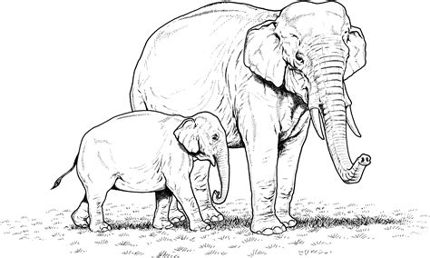 They use their tusks to dig for ground water and finding food. Free Elephant Coloring Pages