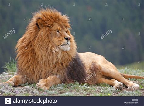 It has a development and operations centre at techno park in trivandrum, kerala. Barbary Lion (Panthera leo leo), lying male Stock Photo ...