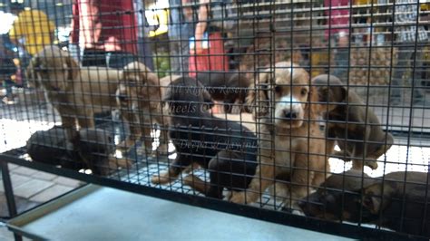 Once the capital of the white rajahs of sarawak, now with a population of some 600,000. Pet Shops in Mumbai's Crawford Market (10) - Wheels On Our ...