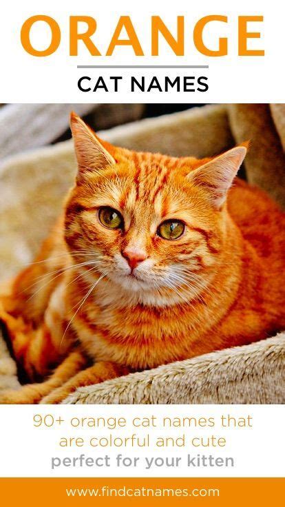 Orange Cat Names Colorful Ideas Cat Names Orange Cat Cute Cat