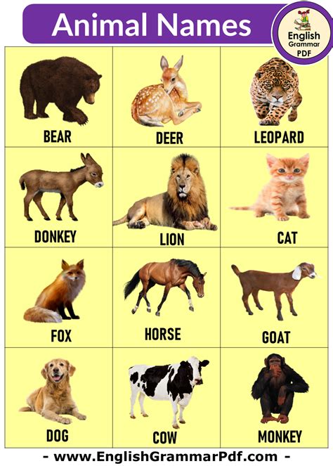 50 Animals Name Detailed Animals Names List English Grammar Pdf