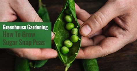 Joseph masabni assistant professor and extension horticulturist, the texas a&m university system. Greenhouse Gardening - How To Grow Sugar Snap Peas ...