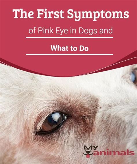 The First Symptoms Of Pink Eye In Dogs And What To Do Pink Eye Symptoms