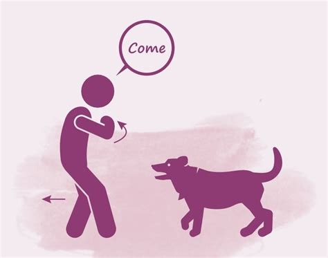 What Are The 7 Basic Dog Commands Sit Stay And More Puplore