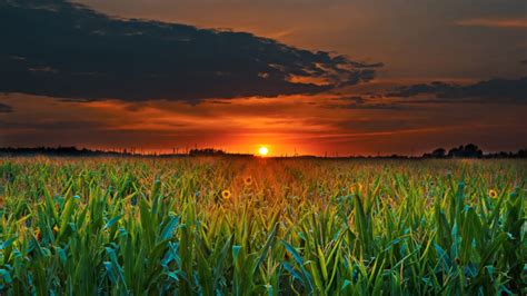 Sunset Green Field With Corn Dark Clouds 4k Ultra Hd