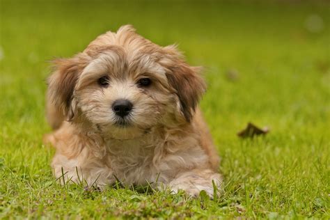 30 Cutest Pictures Of Havanese Puppies Best Photography