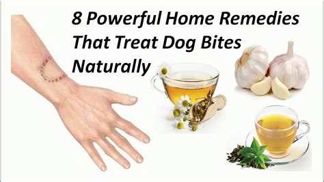 8 Powerful Home Remedies That Treat Dog Bites Naturally Youtube