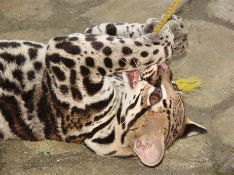 wild cat - Wild Animals Photo (2617603) - Fanpop