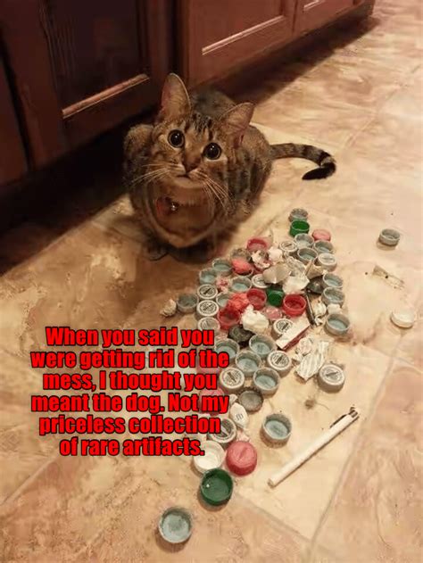 What Mess Lolcats Lol Cat Memes Funny Cats Funny Cat