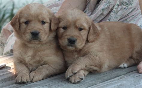 √√ Golden Retriever Puppies For Sale 200 Vermont Usa Buy Puppy In
