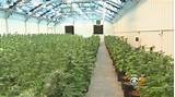 Photos of Marijuana Grow Facility