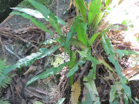 Long Strap Fern Project Noah