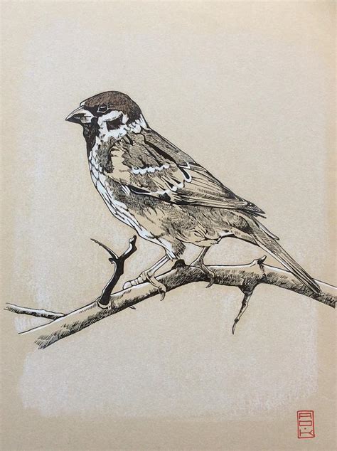 Sparrow Drawing At Explore Collection Of Sparrow