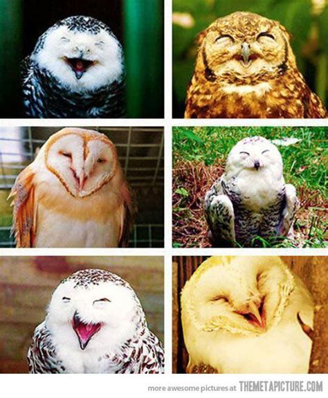 Funny Owls Funny Animals Cute Animals Its Funny Funny Stuff