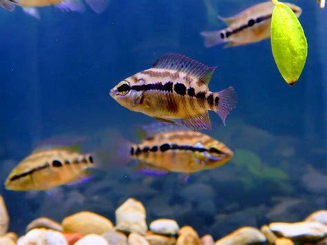 Heros salvini, cichlasoma tenue, heros triagramma. Pin on Central American Cichlids