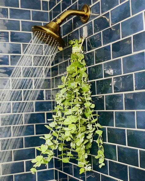 Fresh Eucalyptus Shower Bundle Indoor Shower Plants Fresh Etsy