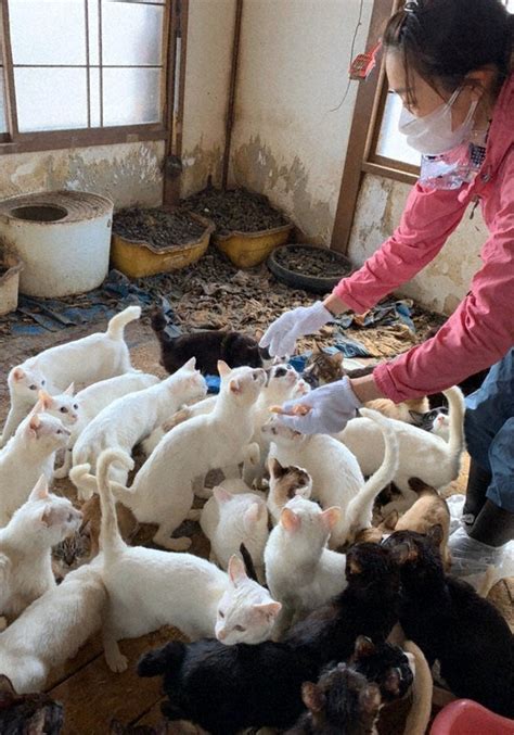 Rescue Of 238 Cats From Northern Japan Home Highlights Animal Hoarding