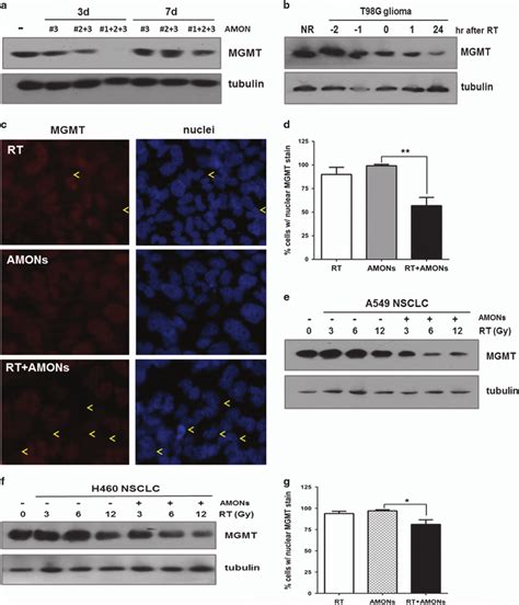 Electric feel by mgmtlisten to mgmt: Radiation enhances anti-MGMT oligonucleotide (AMON ...
