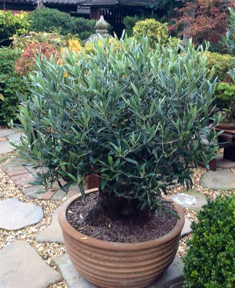 Unique, charming gifts · 70% off sale items · sustainable furniture Olive tree. | Potted trees, Olive tree, Plants