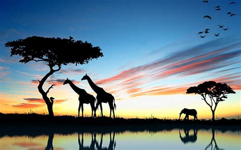 Hd Wallpaper Africa Giraffe And Elephant At Sunset Lake Reflection