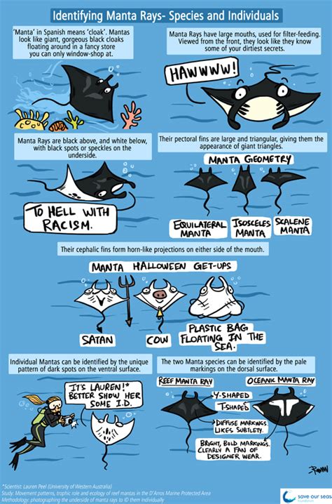 Green Humour Identifying Manta Ray Species And Individuals
