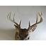 Whitetail Deer Shoulder Mount DW 110 – Mounts For Sale
