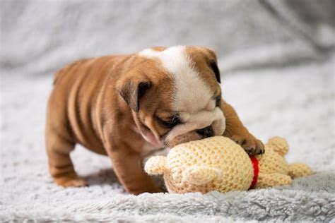 Pequeño Cachorro De Bulldog Inglés Bebé Jugando Con Juguetes Foto