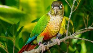 Green Cheeked Conure Facts You Should Know About This Bird