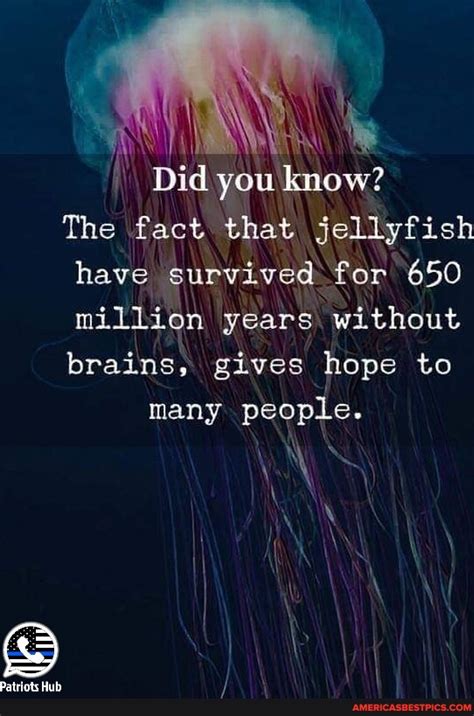 Did You Know The Fact That Jellyfish Have Survived For 650 Million