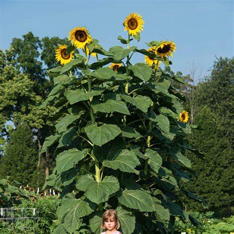 American Giant Sunflower Flower Seeds From Gurneys