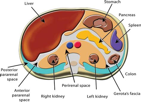 Retroperitoneal Space Anatomy