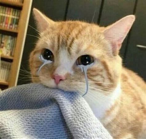 Top Crying Cat Memes Cute Cat Memes Cat Memes Cat Crying