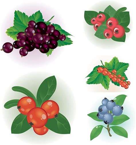 Berries Clip Art 20 Free Cliparts Download Images On Clipground 2024