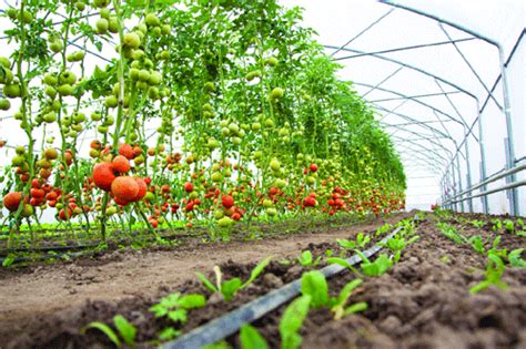 Shift To High Value Horticulture Crops Bears Record Yields