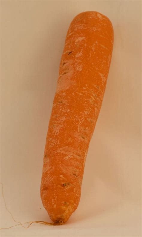 Single Carrot Over Farm Market