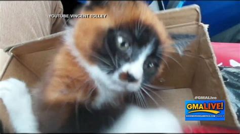 Unusual Looking Kitten Resembles A Red Panda Video Abc News