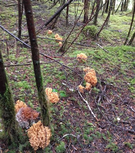 There Are Numerous Varieties Of Coral Fungus Growing In The Rainforests
