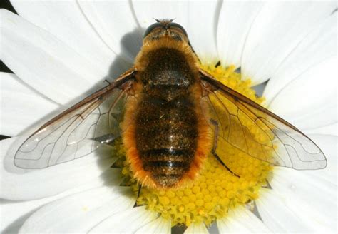 Insects That Look Like Bees Insects Bee Aster Flower