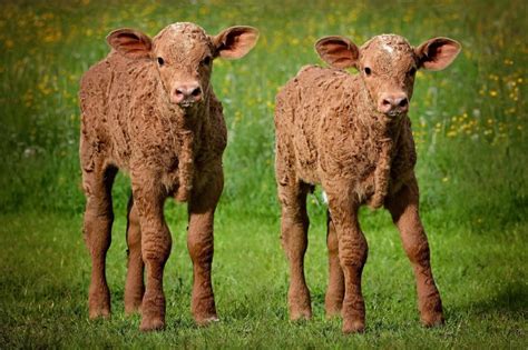Can Cows Have Twins Fauna Facts
