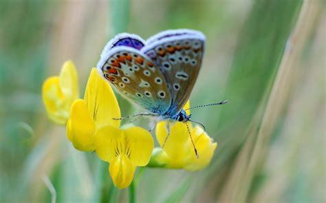 Butterfly On A Yellow Flower Hd Animals And Birds