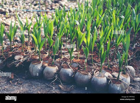 Sprout Of Coconut Tree Young Coconut Seed Germination Green Leave