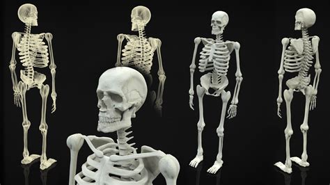 3d Skeleton Full Body Cgtrader