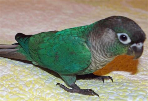 Green Cheeked Conure Facts Habitat Diet Adaptations Pictures