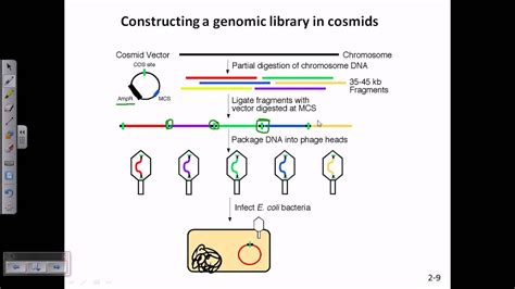 Construction Of Genomic Library Using Cosmids Youtube